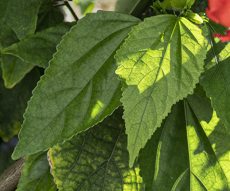 Leaves ..... Light and Shadow