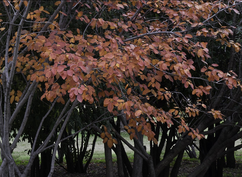 Cloudy Day In Fall