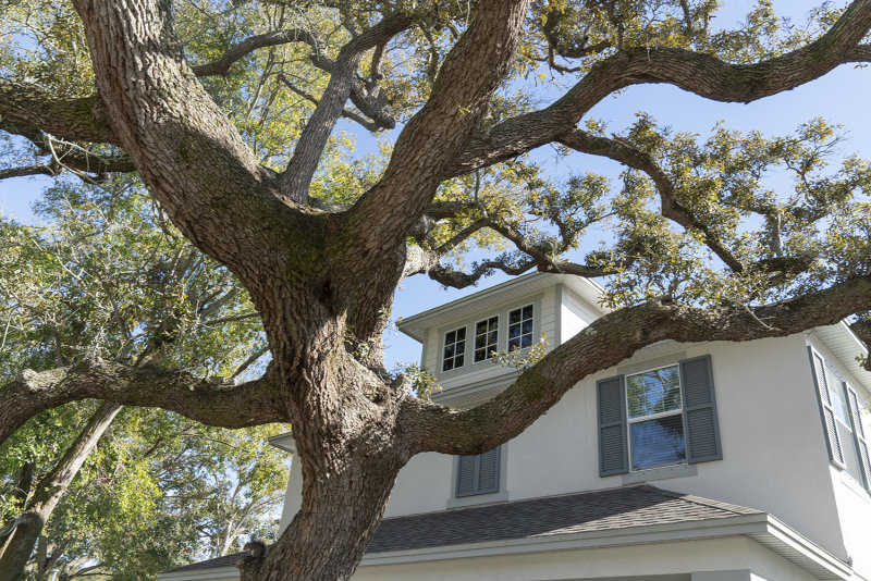 Aggressive Live Oak