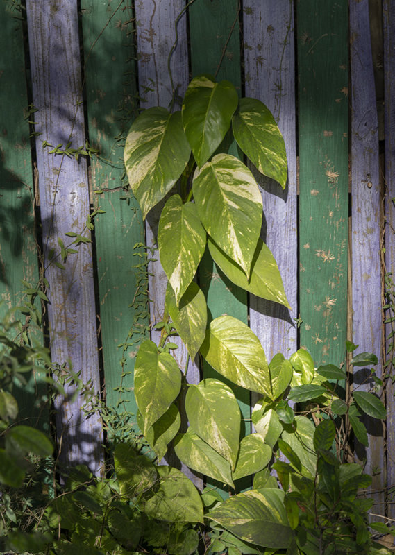 Golden Pothos