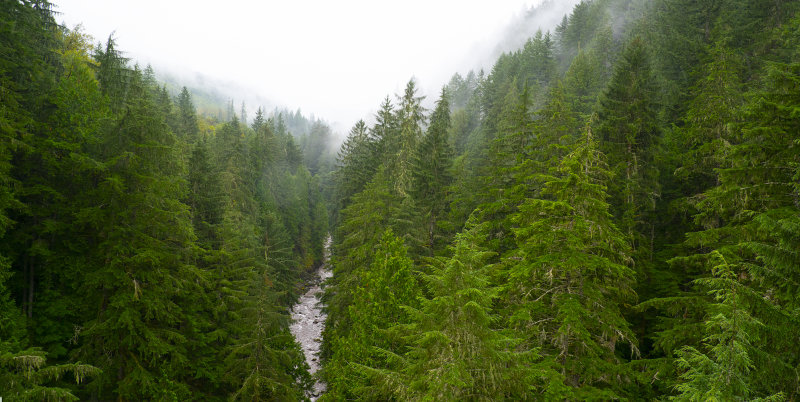 Glorious Green Forest