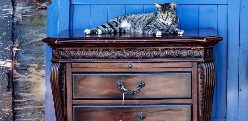 Cat , out of doors
