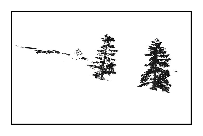 Evergreens in snow