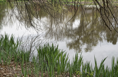 Pond Side