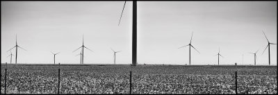 Wind Generators In A Cotton Field