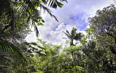 Undergrowth, El Yunque