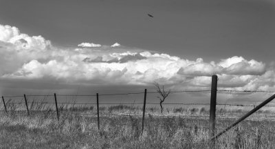 Prairie Scene 