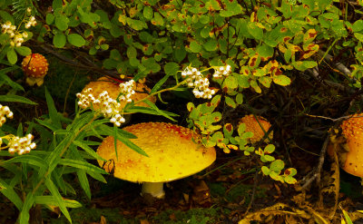 Non Edible Mushroom