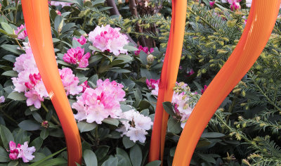 Rhododendrons and Chihuly Glass