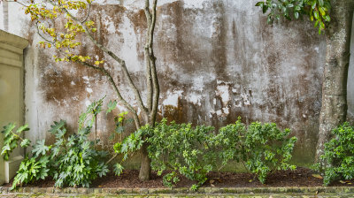 Wall Planting, Downtown, Charleston