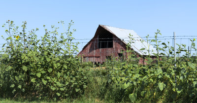 Barn and Wild Sunflower