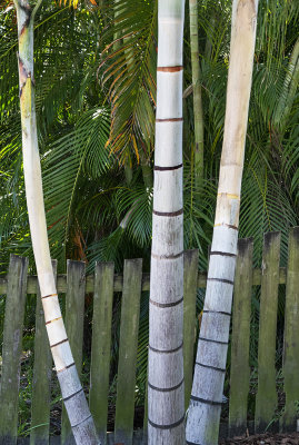 A Variety Of Bamboo 