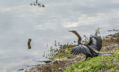 A Cormorant  In Dificulty
