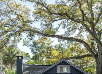 Live Oak OVERHEAD