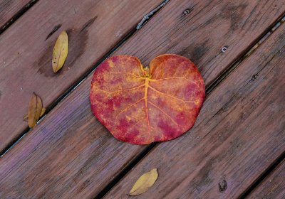 A Sea Grape Tree Leaf With Live Oak Leaves In Attendance