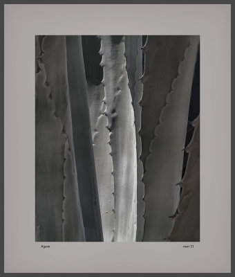 Agave