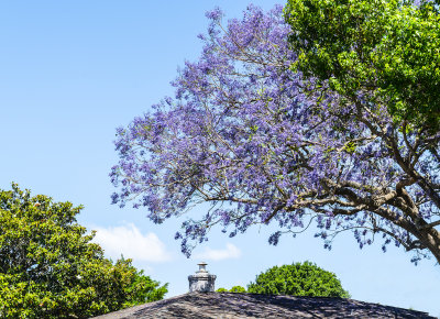  A Jacaranda Tree In Bloom