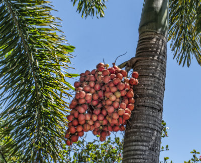 Strange Fruit