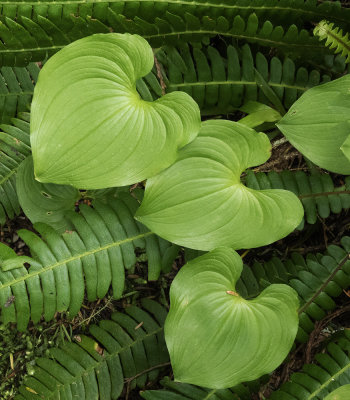 As per Nirvan this is sword Fern and False Lily-Of-The-Valley