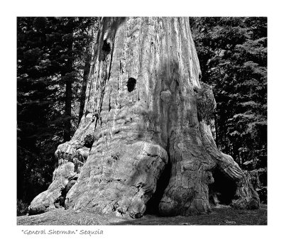 Gen'l Sherman Sequoia