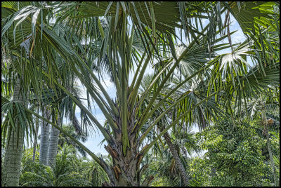 Palm Tree Potpourrie.