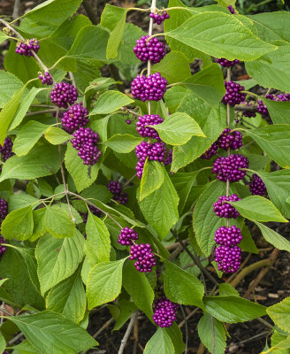 American Beauty Berry