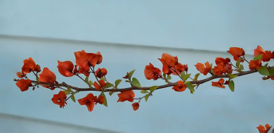 Bougainvillea Glabra Paperflower