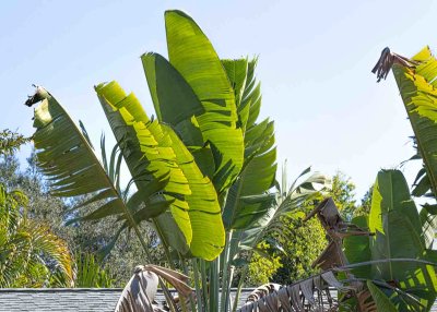 Palm Fronds 