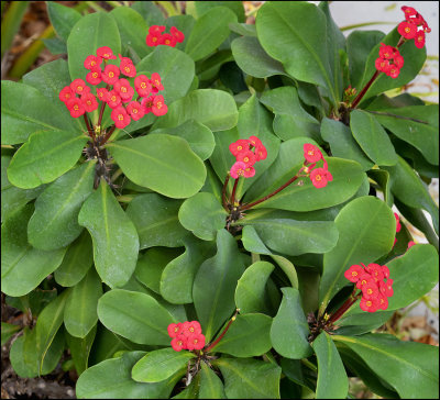 Crown of Thorns