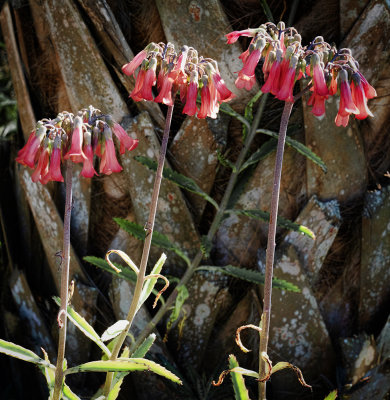 Chandelier Plant