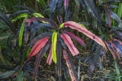 Garden Croton