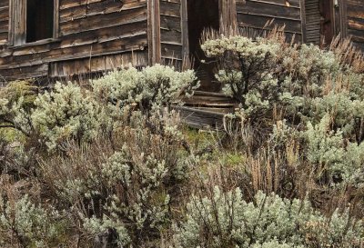 Encroaching Sagebrush