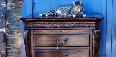 Cat , out of doors