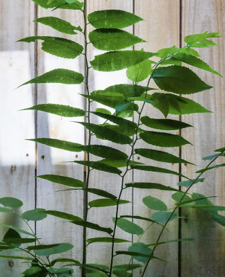 Growing In My Daylight Window