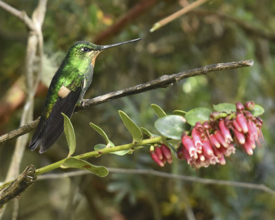 BUFF-WINGED STARFRONTLET