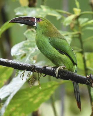 CRIMSON-RUMPED TOUCANET