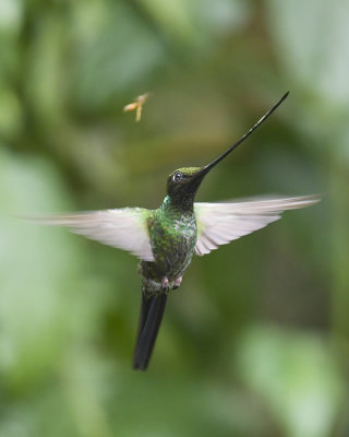 SWORD-BILLED HUMMINGBIRD