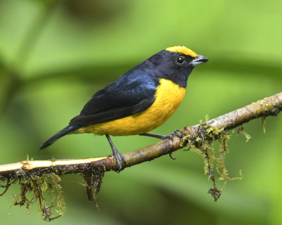 THICK-BILLED EUPHONIA