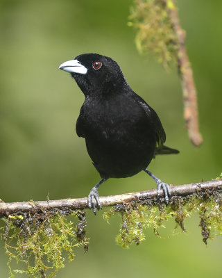 LEMON-RUMPED TANAGER