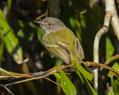 PEARLY-VENTED TODY-TYRANT 