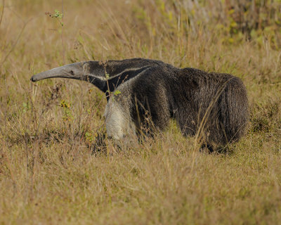 GIANT ANTEATER