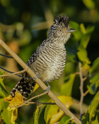 BARRED ANTSHRIKE  