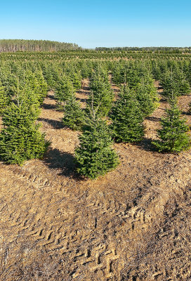 Tree Nursery