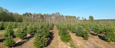 Tree Nursery