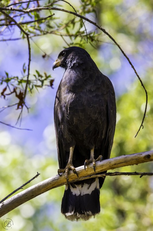 Common Black Hawk