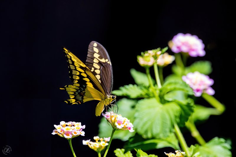 Swallowtail