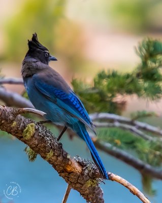 Arizona Birds