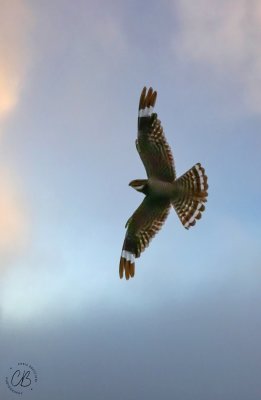 Lesser Nighthawk