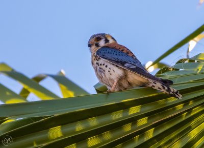 American Kestrel-male