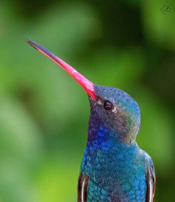 Broad-billed Hummingbird-male